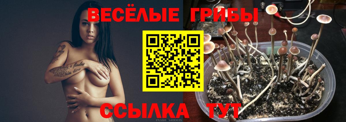 Новосибирск  Псилоцибиновые грибы Psilocybine cubensis  Вход с VPN  Псилоцибиновые грибы Psilocybine cubensis 